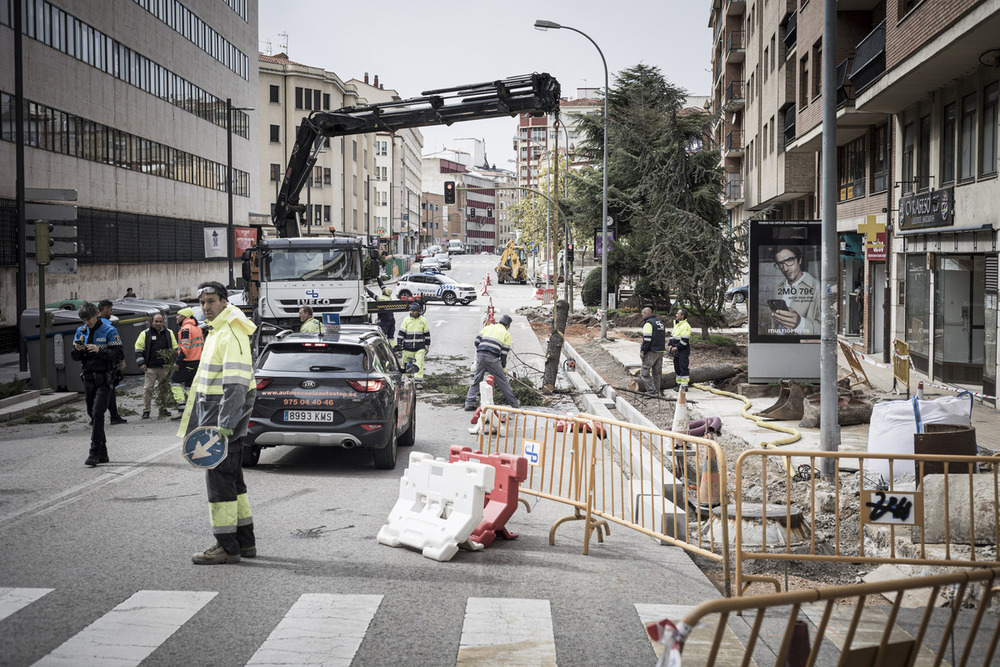 Un árbol cae sobre un coche en la calle Tejera