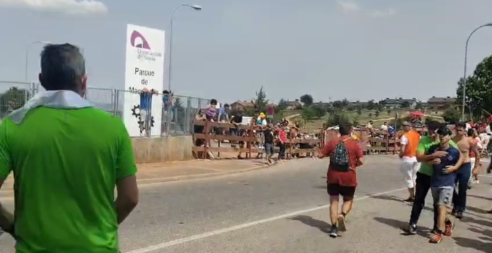 Los doce novillos van camino de la plaza de toros.