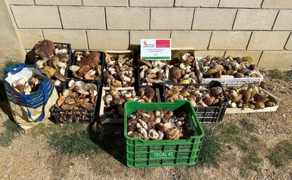 Boletus y níscalos decomisados.