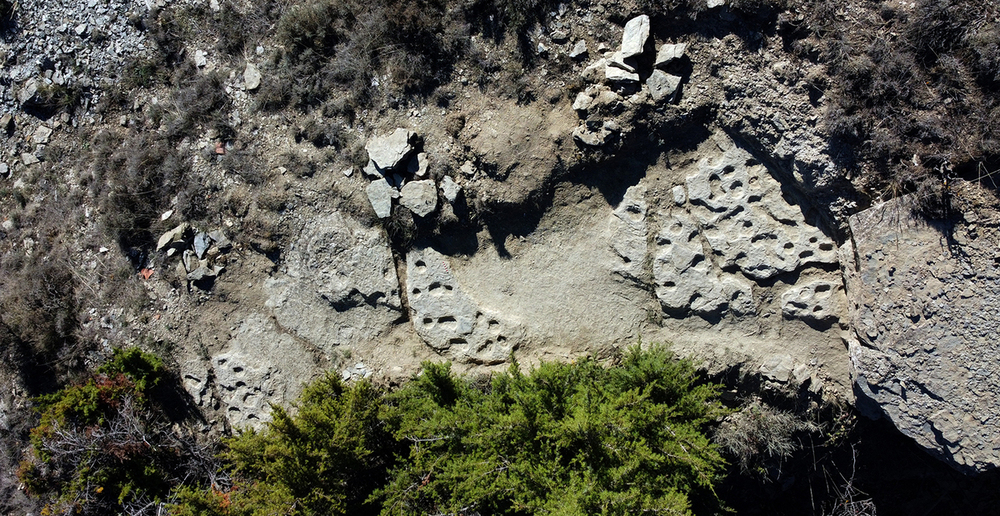 Sitúan en Soria las primeras icnitas de tortugas gigantes