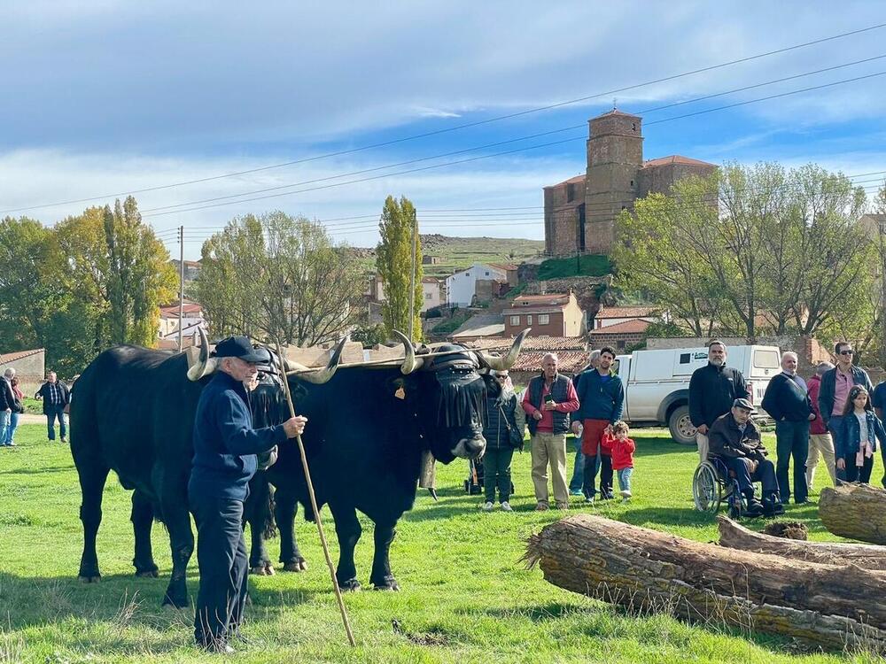 Borobia celebra su XV Feria Ganadera