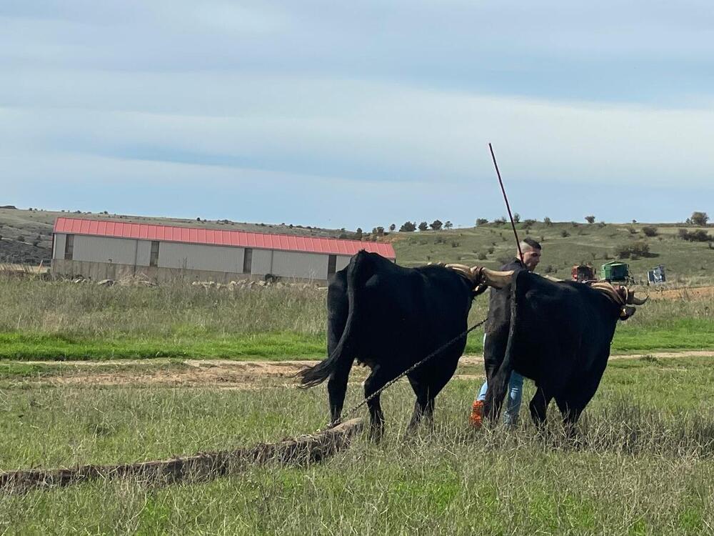 Borobia celebra su XV Feria Ganadera