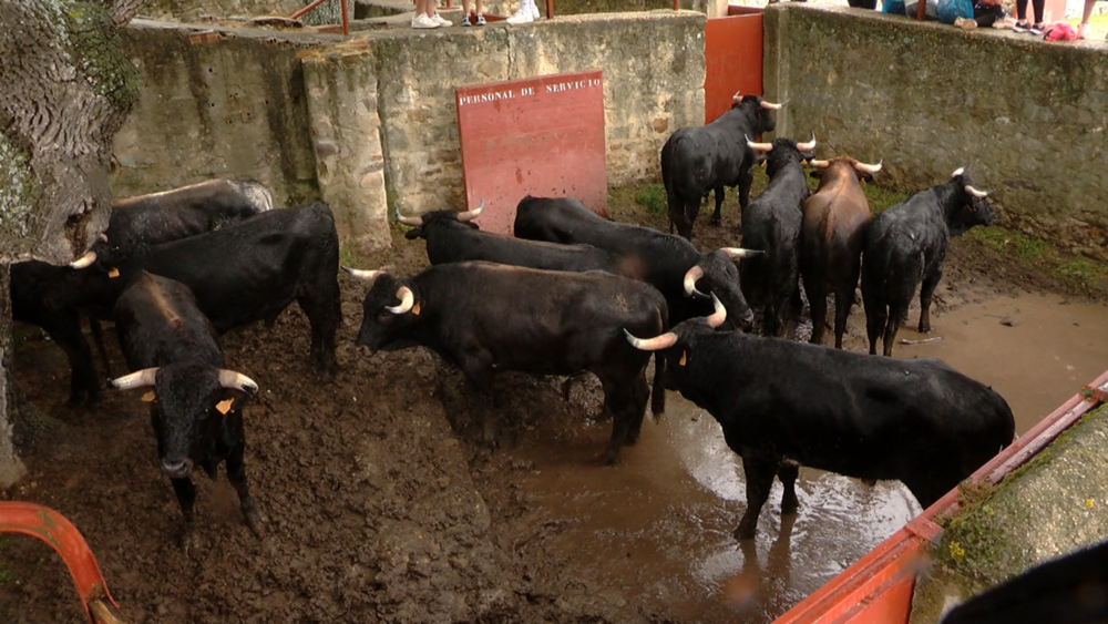 Los doce novillos en Cañada Honda el día del Lavalenguas