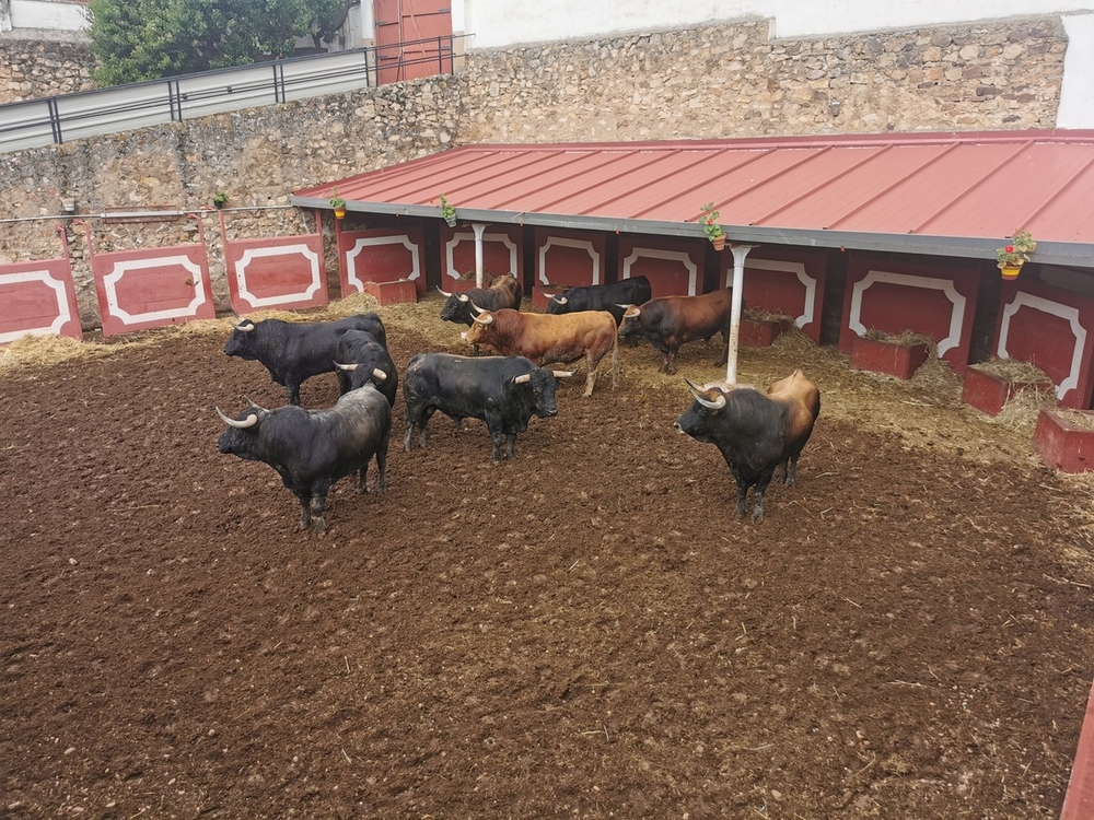 Los toros de Sábado Agés pasan el corte veterinario