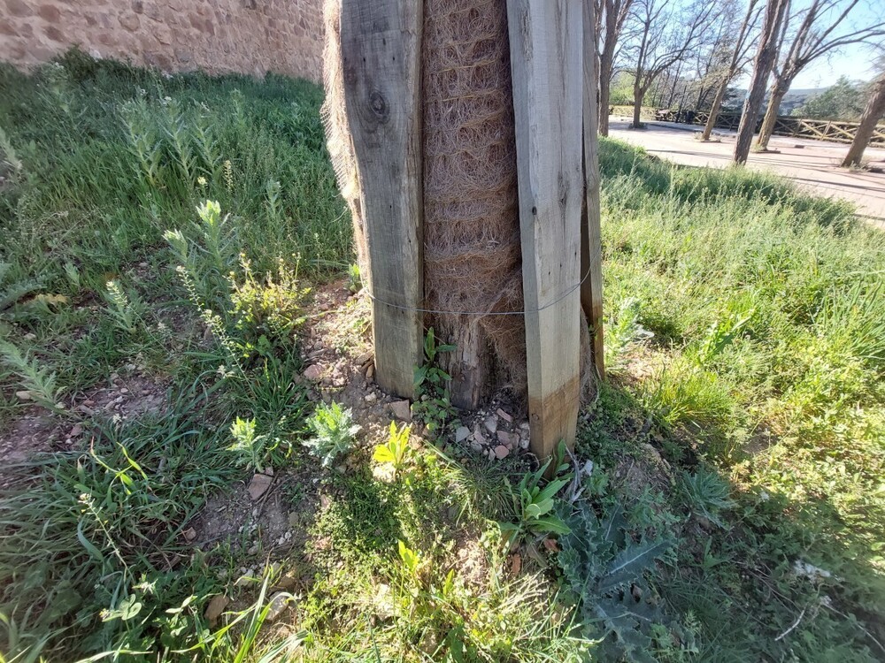 Asden advierte de los daños a árboles en el Castillo