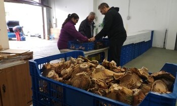 La producción de níscalos es 'bestial', según Montes de Soria