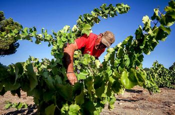 Menos vino y más caro