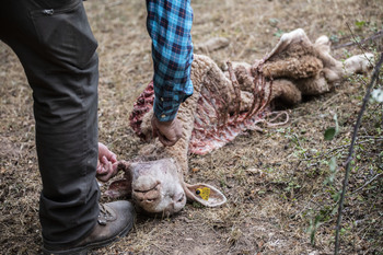 Expertos se muestran a favor del control del lobo y la UE duda