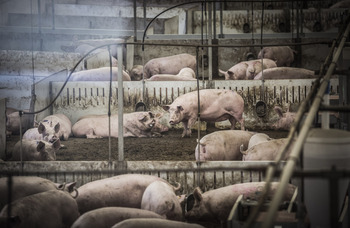 Conceden permiso ambiental para tres granjas porcinas