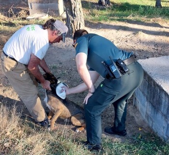 La Operación Can identifica a 355 perros en la provincia