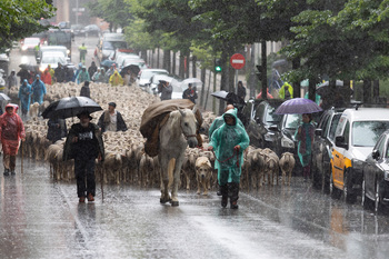 La lluvia no frena a las ovejas trashumantes en Soria