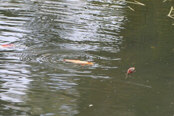 ASDEN detecta el carpín dorado en la laguna verde de Vinuesa