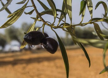 Un aceite volcánico