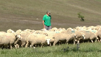 Se busca relevo generacional de pastores en Tierras Altas