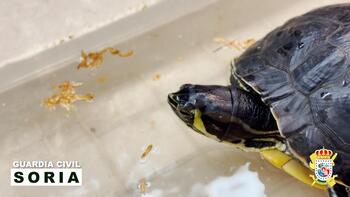 La Guardia Civil de Soria rescata una tortuga exótica