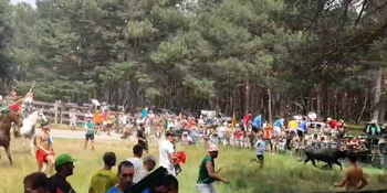 Dos novillos a punto de llegar al descansadero del Pinarcillo