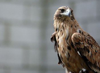 El aguila imperial ibérica resurge en la Comunidad