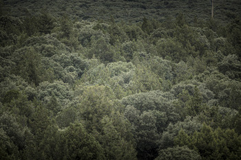 Tratamientos selvícolas en 115 hectáreas de montes públicos