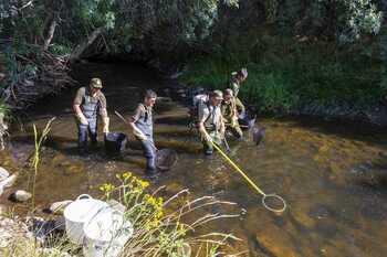 Rescate de peces aislados en pozas en el río Tera