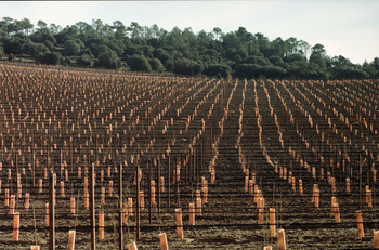 El Gobierno prorroga las autorizaciones para plantar viñedo