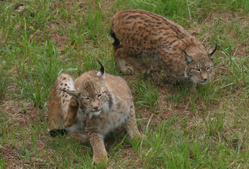 El lince ibérico vuelve a casa medio siglo después