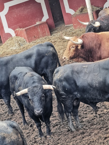 Los toros de Sábado Agés pasan el reconocimiento veterinario