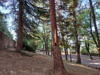 Asden advierte de los daños a árboles en el Castillo